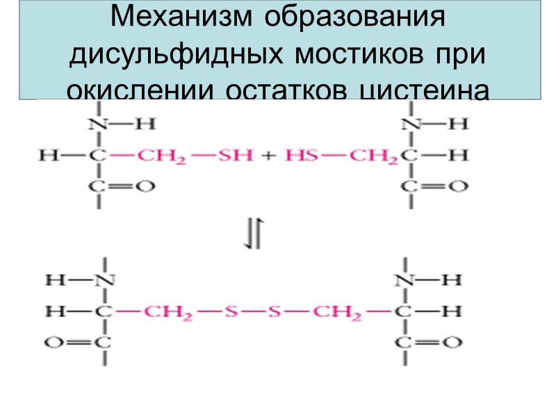 Механизм образования дисульфидных мостиков при окислении остатков цистеина